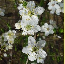 Cherry Plum Cherry Plum